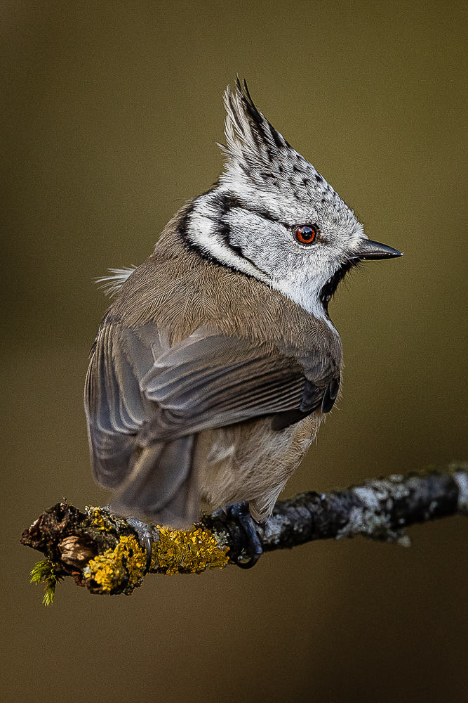 03. Platz - Ralph Stiller