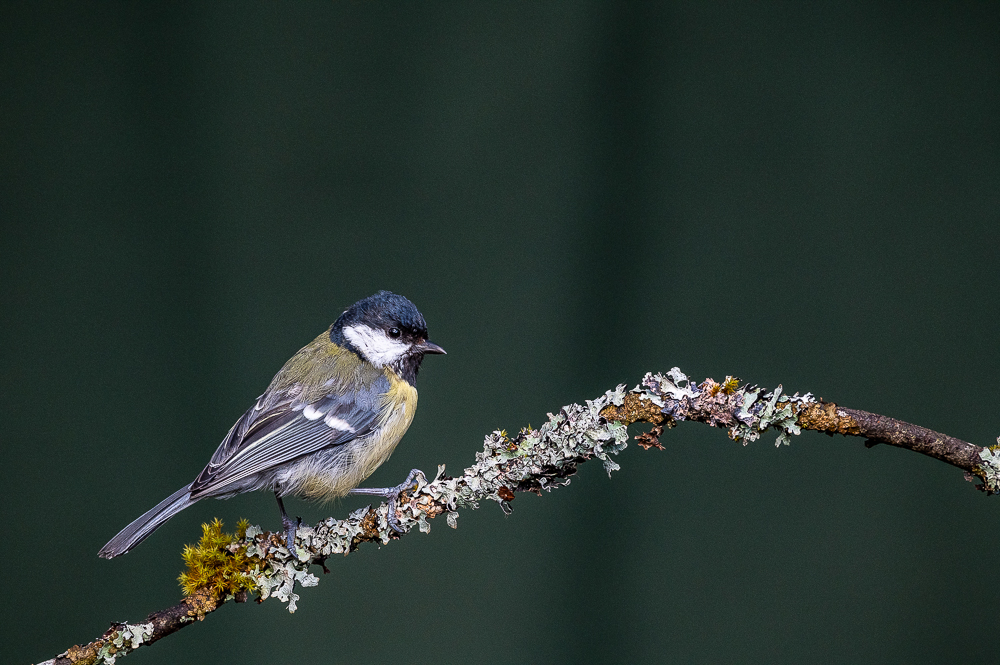 05. Platz - Eike Sommer
