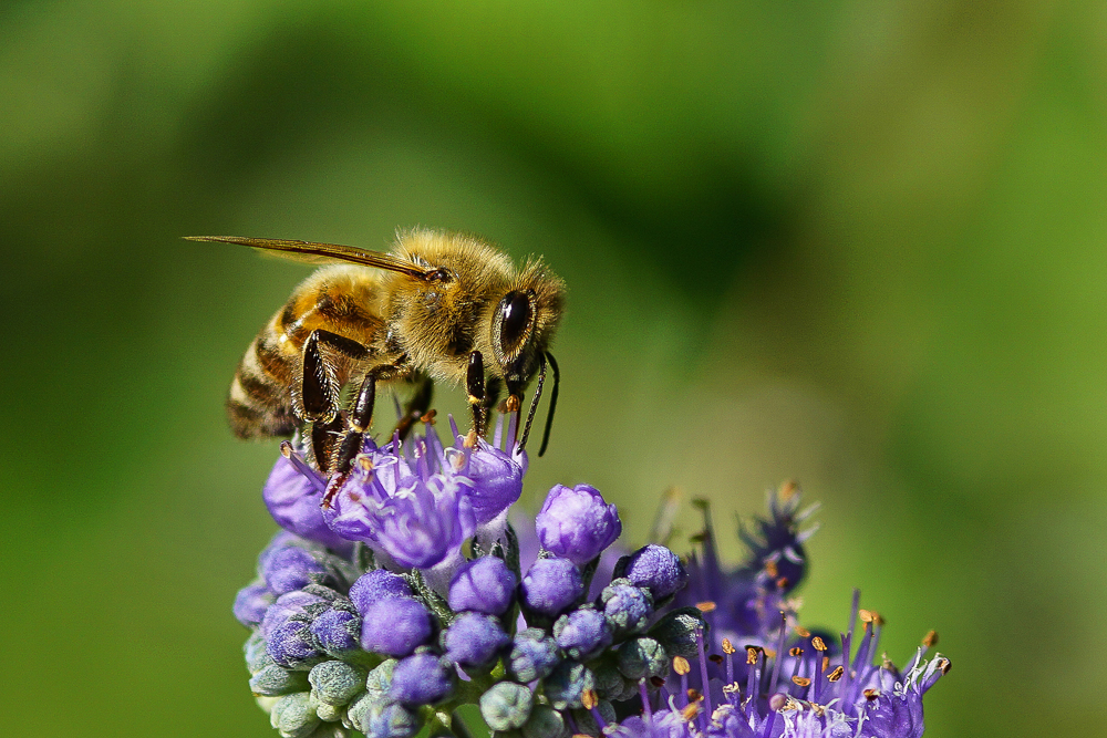 08. Platz - Dieter Ehmann