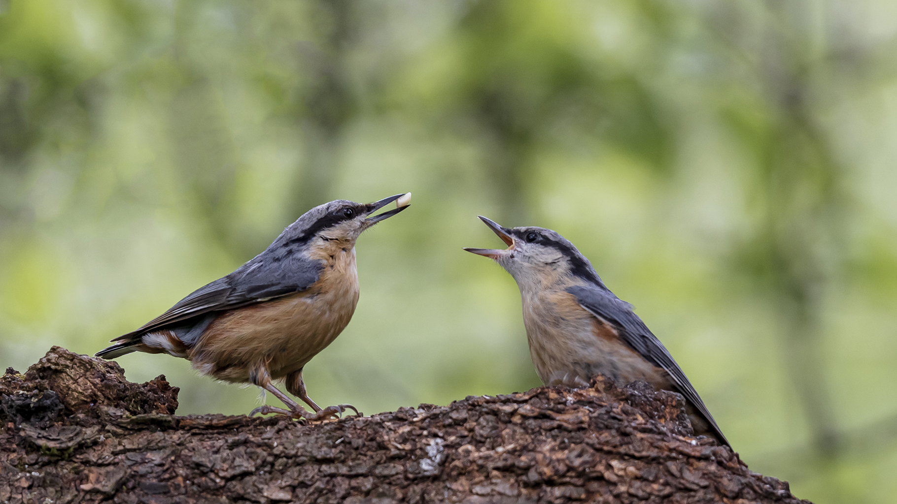 01. Platz - Leon Sterk