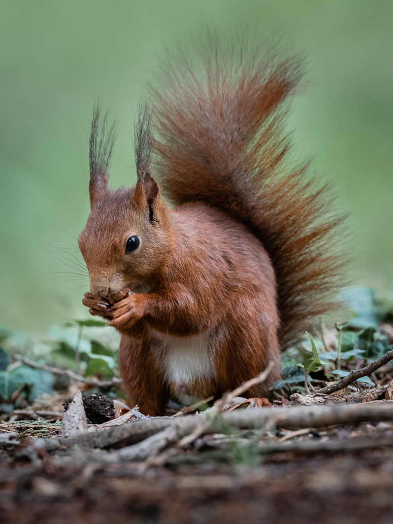 03. Platz - Ralph Stiller