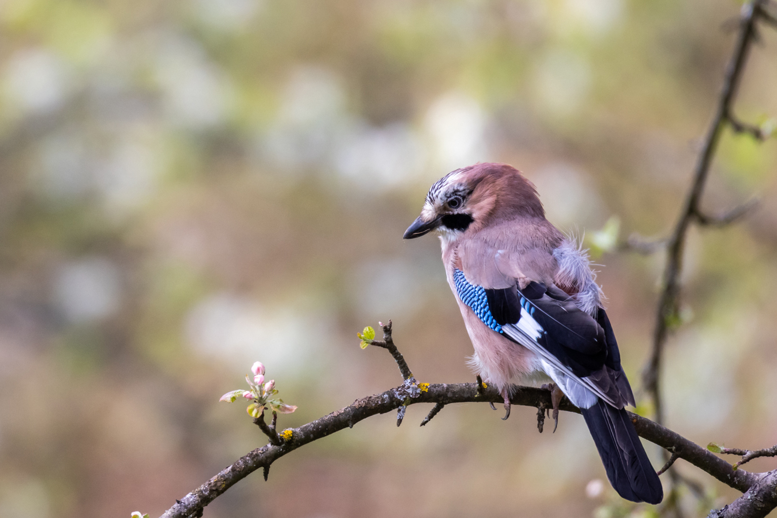 05. Platz - Hubert Fritz