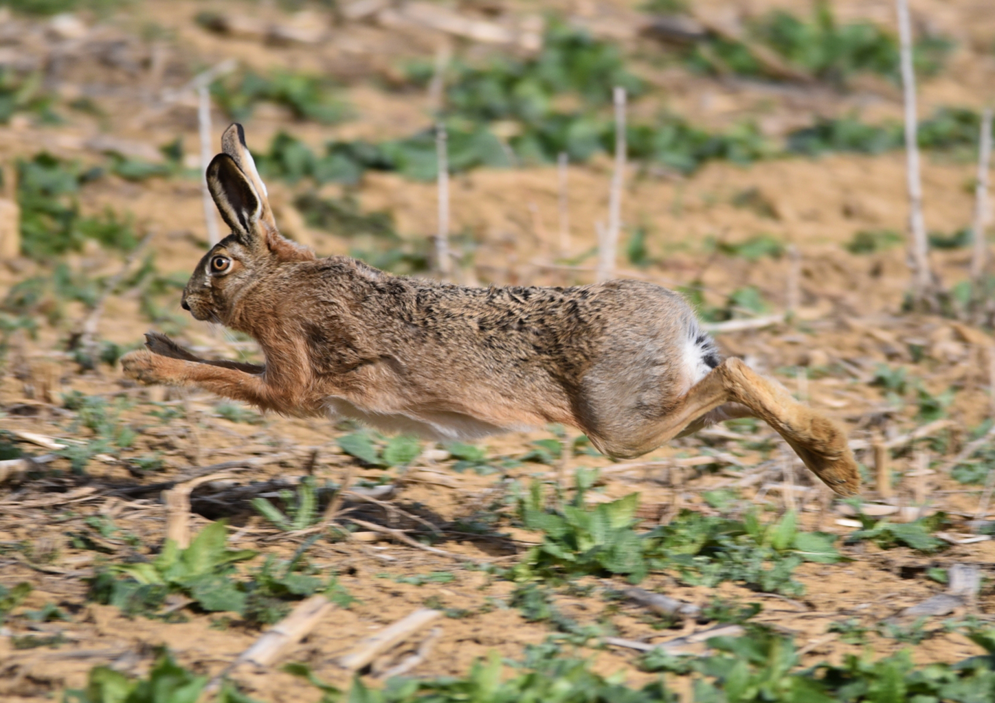 06. Platz - David Harley