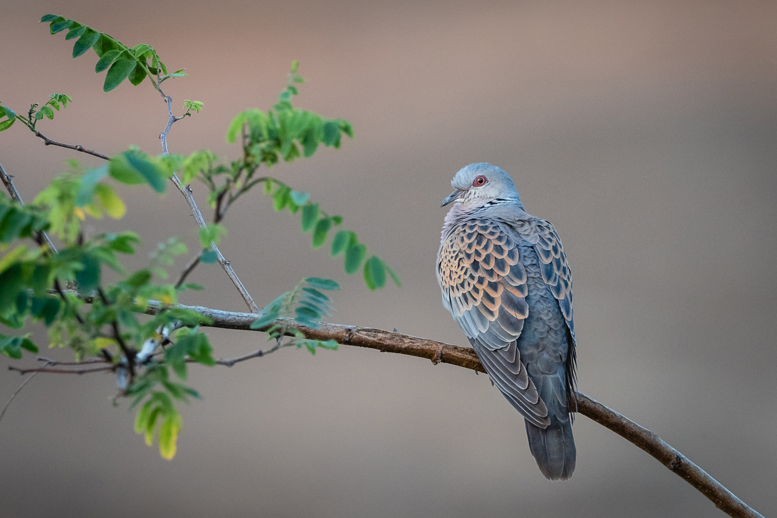 05. Platz - Ralph Stiller