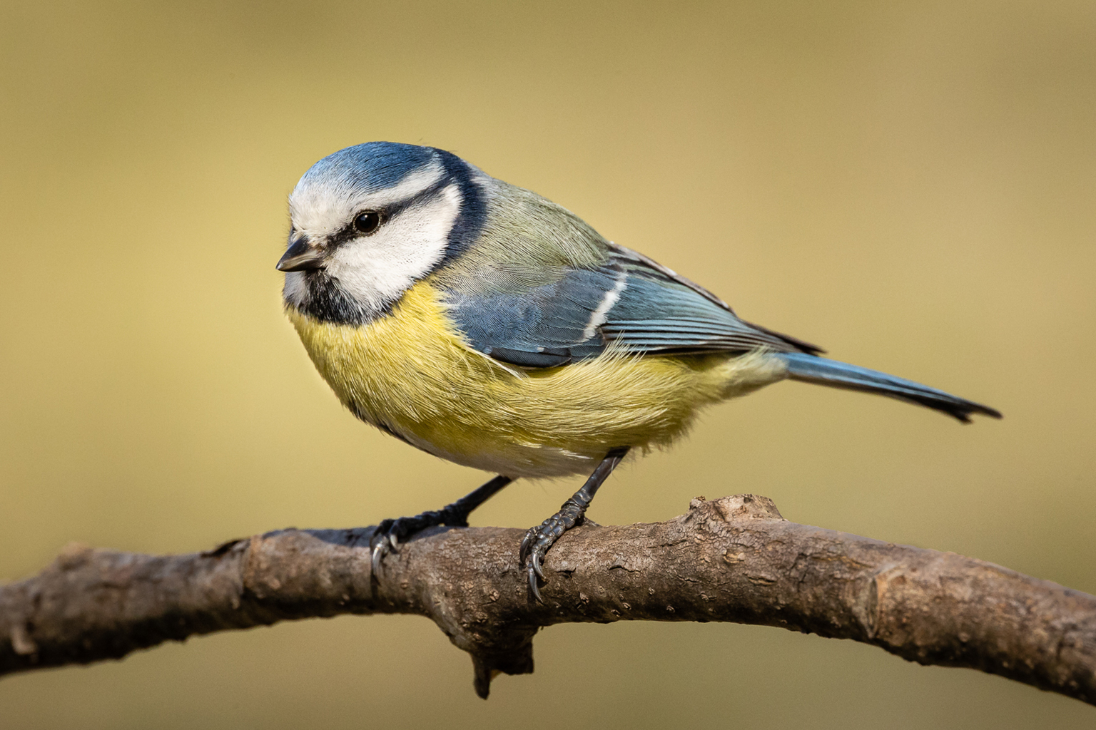 06. Platz - Ralph Stiller