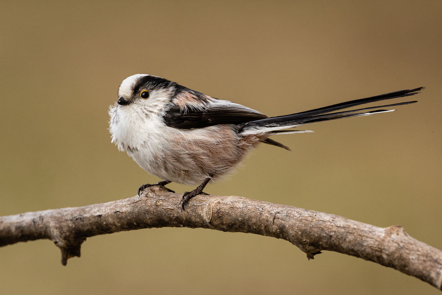 07. Platz - Ralph Stiller