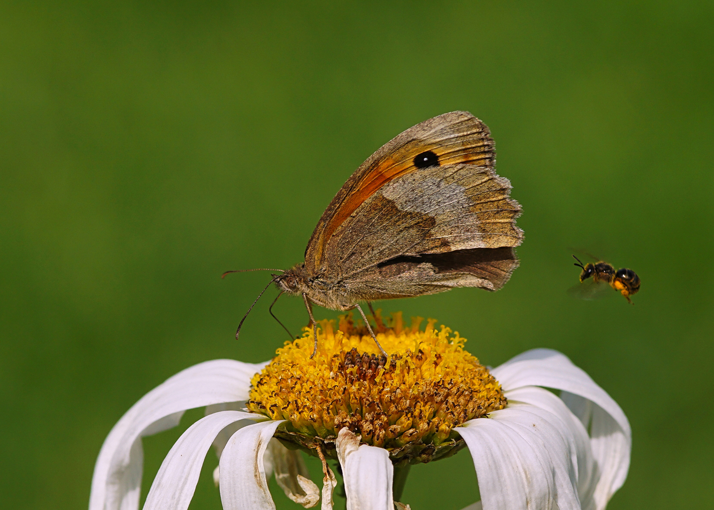 09. Platz - Dieter Ehmann