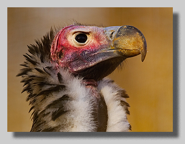 1. Platz - Harald L�ffler
