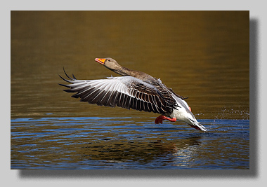 1. Platz - Harald L�ffler