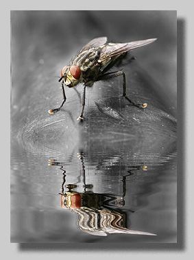 1. Platz - Hazel Reister