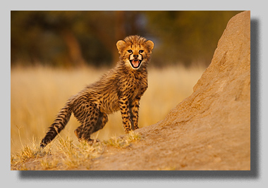 2. Platz -  Harald L�ffler