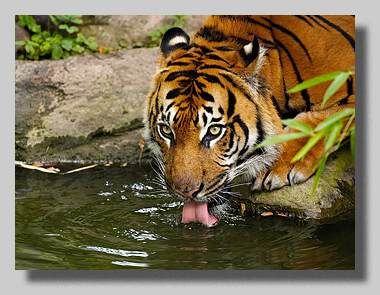 2. Platz -  Harald L�ffler