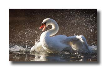 1. Platz - Bernd Zoller