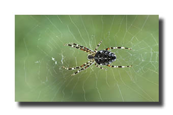 2. Platz -  Norbert Heil