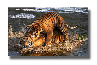 1. Platz - Harald L�ffler