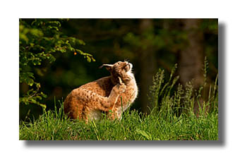 5. Platz -  Harald L�ffler