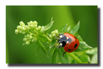 1. Platz - Qingwei Chen