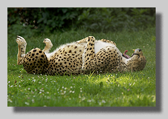 1. Platz - Harald L�ffler