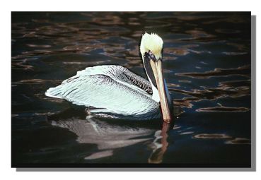 1. Platz - Dieter Ehmann