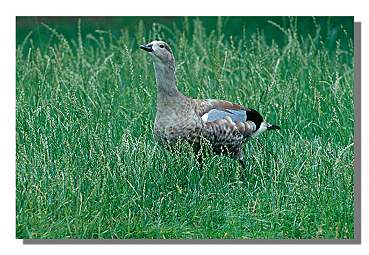 5. Platz - Hans W�rner