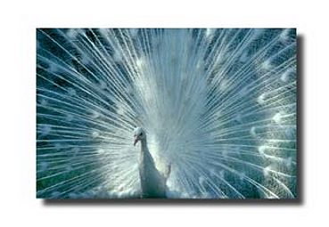 4. Platz - Hans W�rner