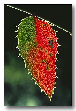 1. Platz -  Hans-J�rgen Grupp