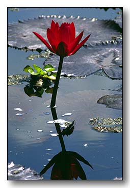 2. Platz - Andreas Papez