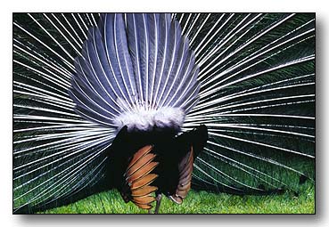 3. Platz - Hans W�rner