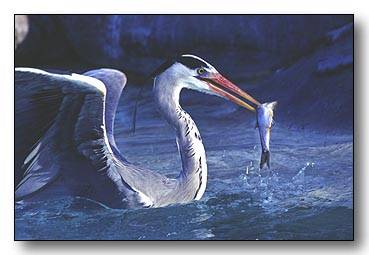 1. Platz - Hans W�rner