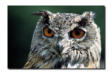 2. Platz - Volker Reister