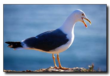 1. Platz -  Henryk Gatzka