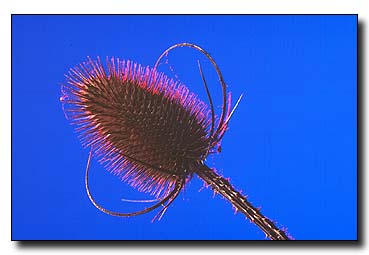 2. Platz - Andreas Papez