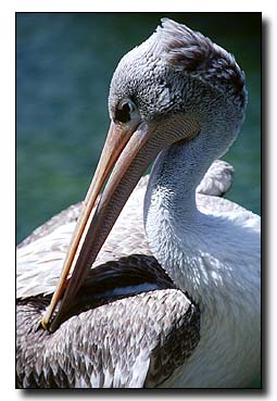 3. Platz -  Henryk Gatzka