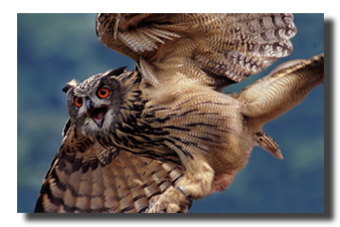 1. Platz Cathrin Steck