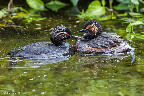 Schwarzhalstaucherpaar mit Nachwuchs