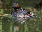 Schwarzhalstaucher mit Nachwuchs