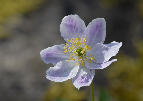 090 Einzelne Annemonenbluete