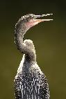 Anhinga