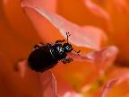 Bug on Rose