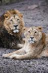 Lion Pair