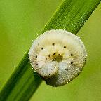 Caterpillar