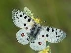 Parnassius apollo 02