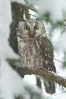 Tengmalm's Owl