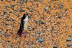 Yellow Eyed Penguin