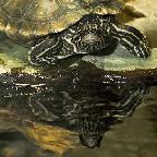 Mirrored Turtle