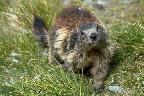 Marmot