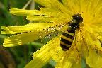 Hoverfly on Asteraceae