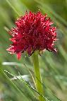 Nigritella rubra Gro�glockner
