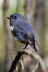 New Zealand Robin 01