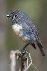 New Zealand Robin 02